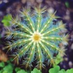 花色堂98堂中文字幕:探索花色堂的精彩内容与独特魅力 3u2oqafh3